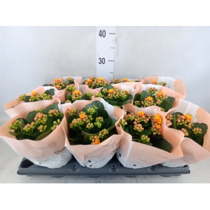 Kalanchoe   ...