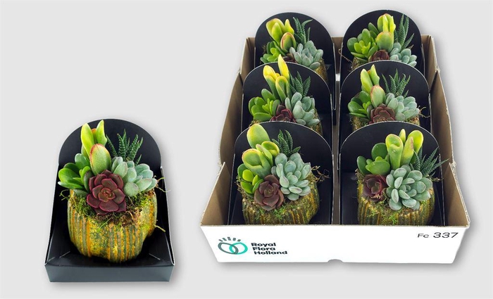 <h4>Arr. Succulents L%</h4>