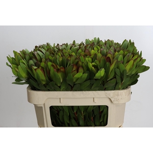 Leucadendron Goldstrike