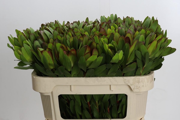 <h4>Leucadendron Goldstrike</h4>