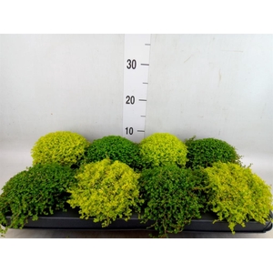 Soleirolia soleirolii   ...mix 2