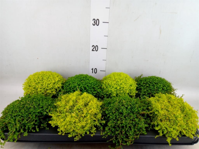 <h4>Soleirolia soleirolii   ...mix 2</h4>