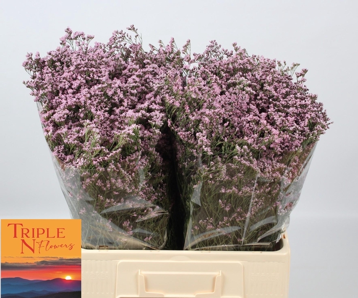 <h4>LIM SAF OSHI PINK</h4>