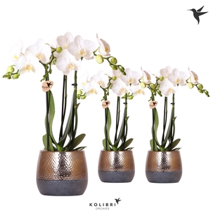 Kolibri Orchids Phalaenopsis white 3 spike in Elite pot copper