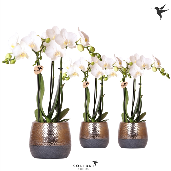 <h4>Kolibri Orchids Phalaenopsis white 3 spike in Elite pot copper</h4>