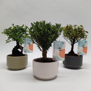 Bonsaimix 'Pure' 11 cm