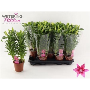 Lil As Tiny Pearl 4pp