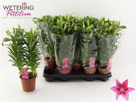 <h4>Lil As Tiny Pearl 4pp</h4>