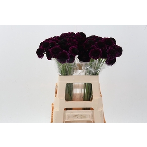 Scab At Red Velvet Scoop