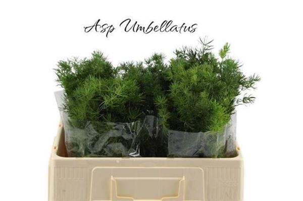 <h4>ASP UMBELLATUS</h4>