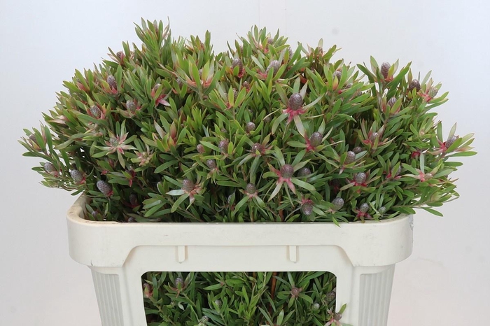 <h4>LEUCAD AYOBA ST PEAR</h4>