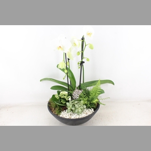 arr2 PL - Ebbischaal phal. cascade wit