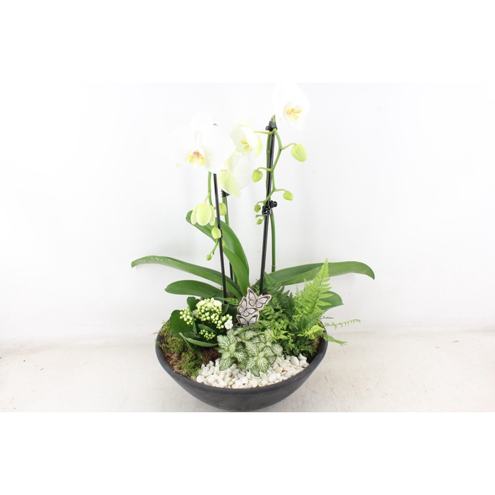 <h4>Arr2 Pl - Ebbischaal Phal. Cascade Wit</h4>