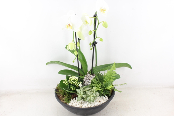 <h4>arr2 PL - Ebbischaal phal. cascade wit</h4>