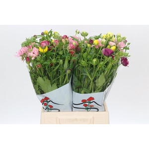 Ranunculus Butterfly Rainbow