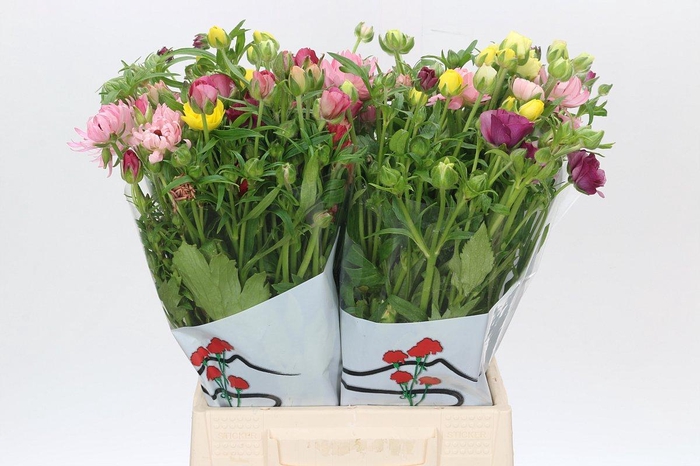 <h4>Ranunculus Butterfly Rainbow</h4>
