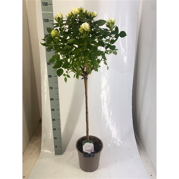 <h4>Stamroos P24 Wit</h4>