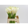 Zantedeschia Eydolls White