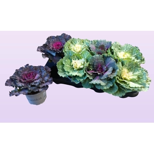 BRASSICA (SIERKOOL)