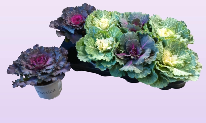 <h4>BRASSICA (SIERKOOL)</h4>