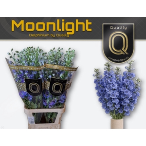 DELPH DU MOONLIGHT 100CM X30