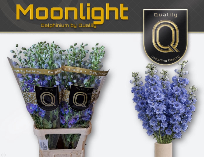<h4>DELPH DU MOONLIGHT 100CM X30</h4>