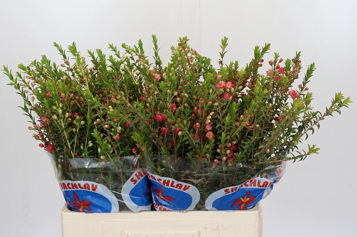 <h4>Chamecordia Rey</h4>