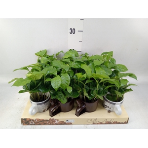 Coffea arabica