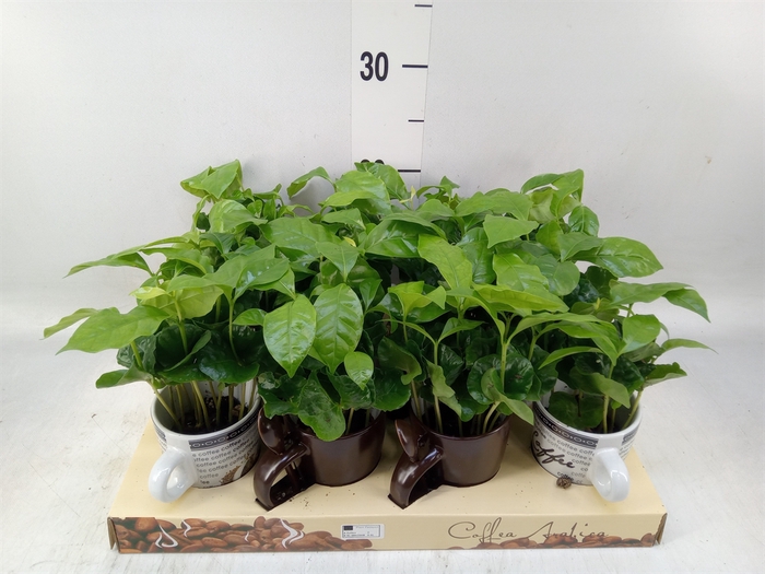 <h4>Coffea arabica</h4>