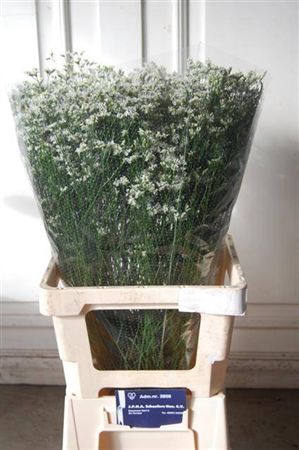 <h4>Lim Sin Clear Diamon Wit</h4>