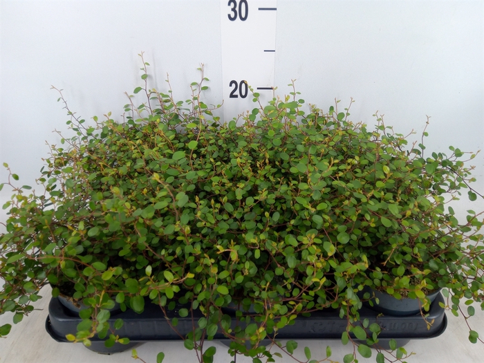 <h4>Muehlenbeckia com. 'Mao'ri'</h4>