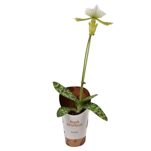 Paphiopedilum Maudiae femma 1 tak 9 cm