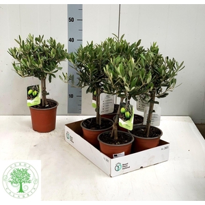 OLEA EUROPAEA