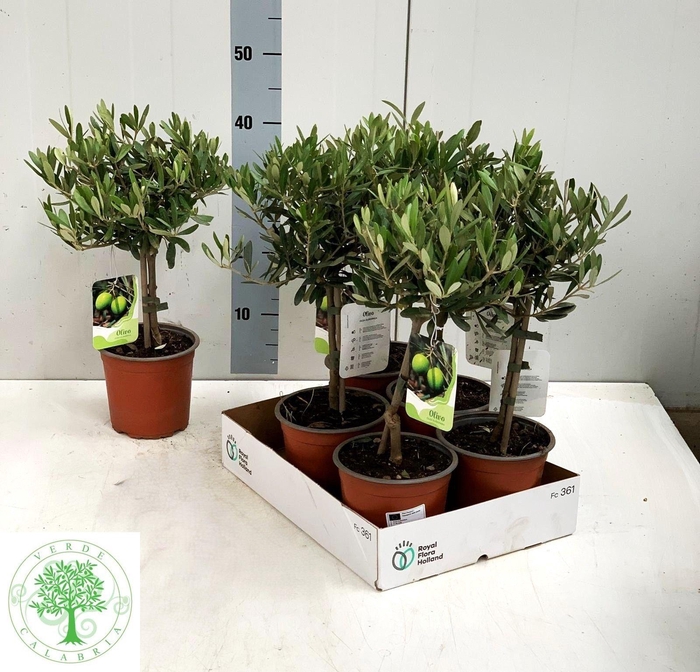 <h4>OLEA EUROPAEA</h4>