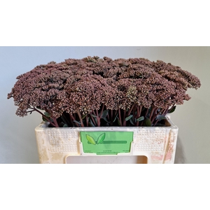 SEDUM MATRONA