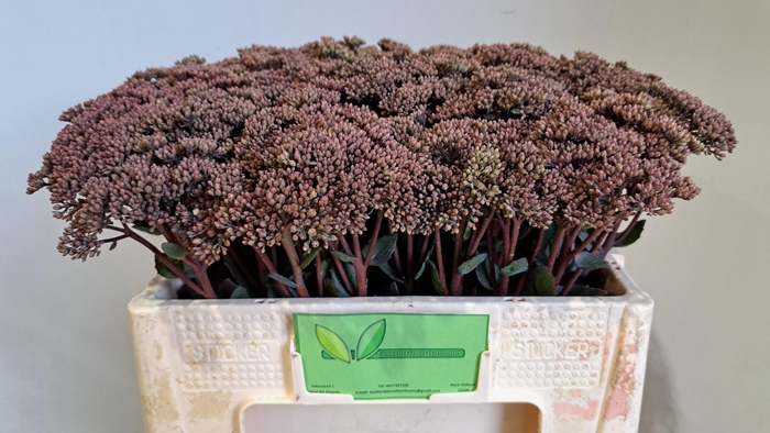 <h4>SEDUM MATRONA</h4>