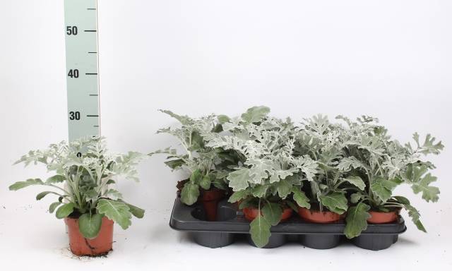<h4>JACOBAEA MARITIMA</h4>