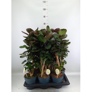 Polyscias scutellaria 'Fabian'