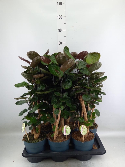 <h4>Polyscias scutellaria 'Fabian'</h4>