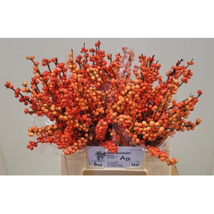 ILEX VE OUDIJ ORANGE