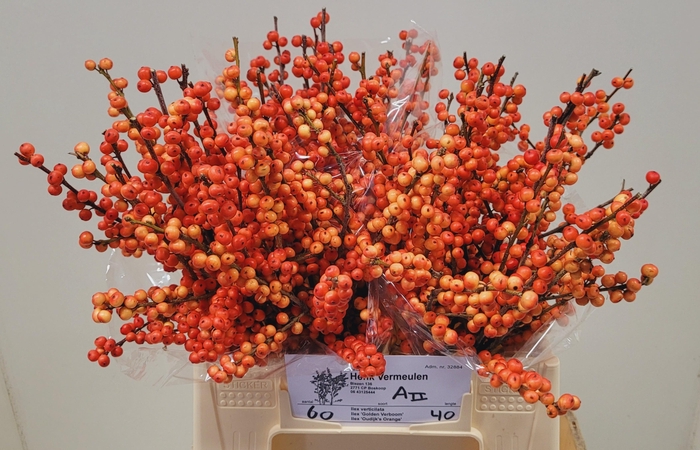 <h4>ILEX VE OUDIJ ORANGE</h4>
