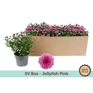 Chrysant Jellyfish Pink in SV.Box