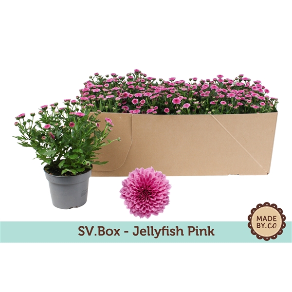 <h4>Chrysant Jellyfish Pink in SV.Box</h4>