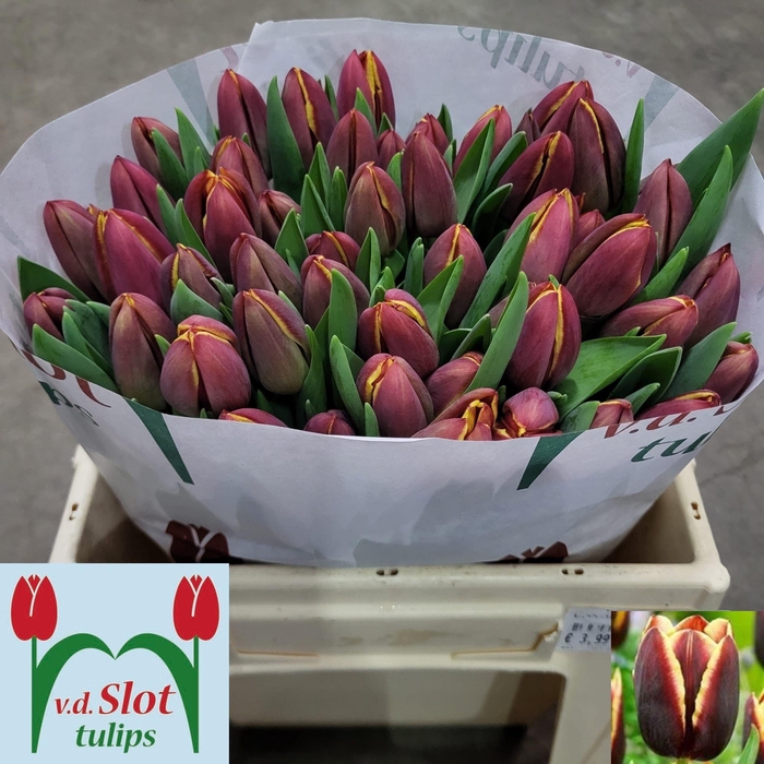 <h4>TU EN DOBERMAN</h4>