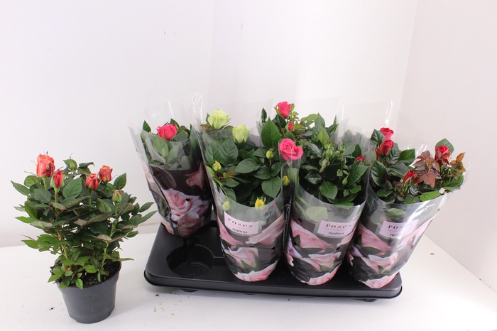 <h4>RO PATHIT GEM 5 SRT</h4>