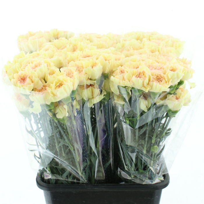 <h4>Di St Happy Tea X 160</h4>