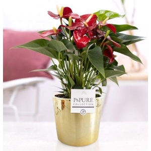 Anthurium red (Micra) in P&PURE Laryssa ceramics shiny gold