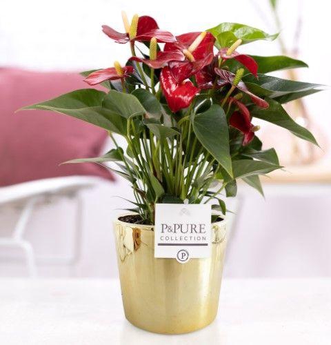 <h4>Anthurium red (Micra) in P&PURE Laryssa ceramics shiny gold</h4>