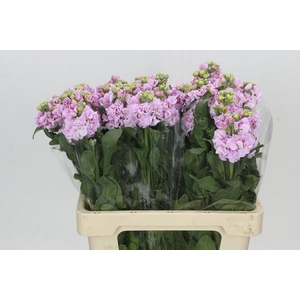 MATTH IRON CHERRY BL