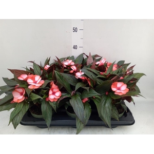 Impatiens NG 'Tamarinda Red Bicol'